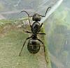 Camponotus.herculeanus2.jpg