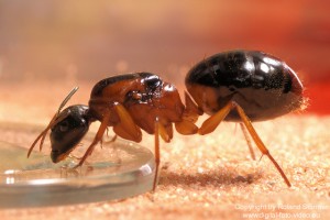 Camponotus Australien -006-(640)+C.jpg