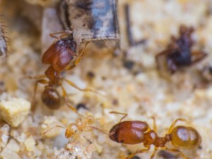 IMG_4886.jpg (841.41 KiB) 5850 mal betrachtet Drei Arbeiterinnen (zwei Soldatinnen und eine Minor-Arbeiterin) beim Zerlegen eines Heimchens. Man erkennt sehr schön die Farbunterschiede.