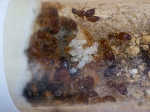 IMG_5002.jpg (638.99 KiB) 5850 mal betrachtet Blick in das Reagenzglasnest. Die Gyne hat sich leider versteckt.