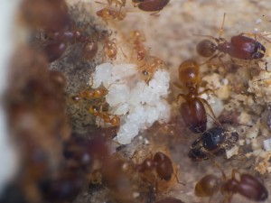 IMG_4997.jpg (599.33 KiB) 5850 mal betrachtet Vergrößerung der Brut. Vor allem Puppen und Eier sind vorhanden.