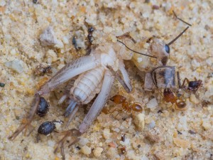 IMG_4884.jpg (798.81 KiB) 5850 mal betrachtet Mehrere Arbeiterinnen zerlegen das angebotene Heimchen.