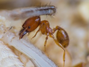 IMG_4895.jpg (657.38 KiB) 5850 mal betrachtet Seitliche Ansicht einer Soldatin.