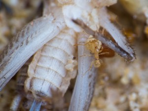 IMG_4921.jpg (924.73 KiB) 5850 mal betrachtet Ein weiteres Bild der Arbeiterin, welche das Sandkorn transportiert.