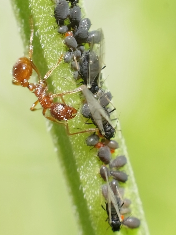 Garten7