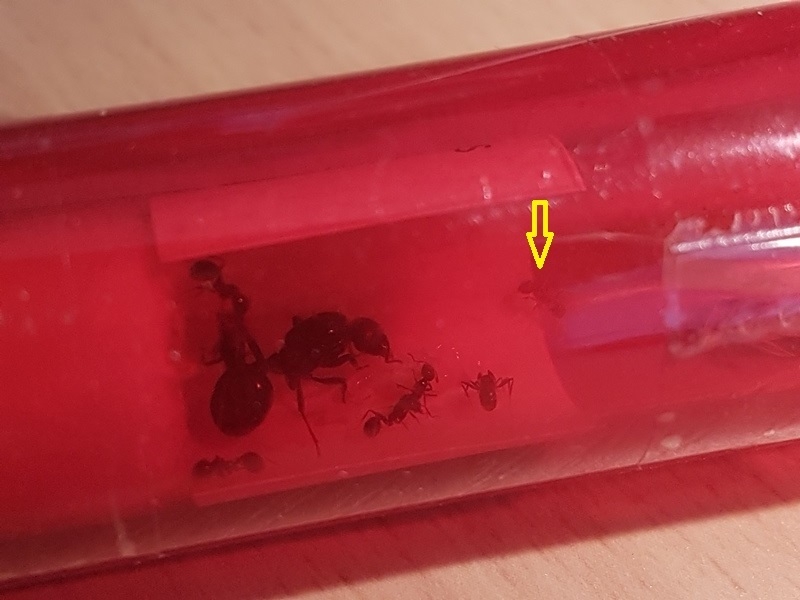 M. barbarus 042