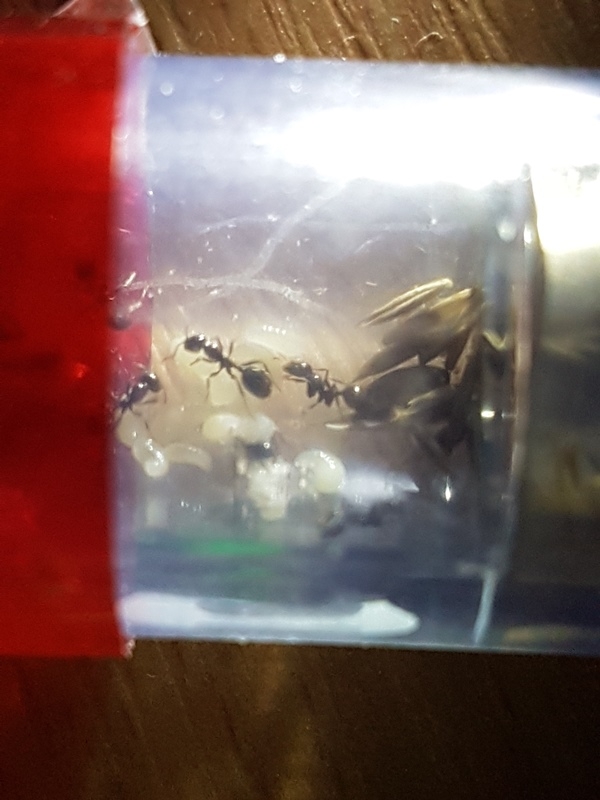M. barbarus 049