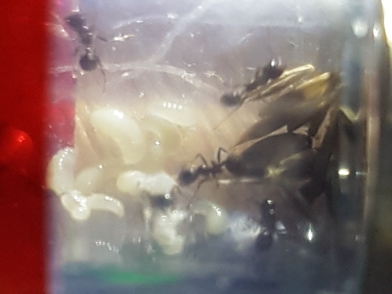 M. barbarus 050