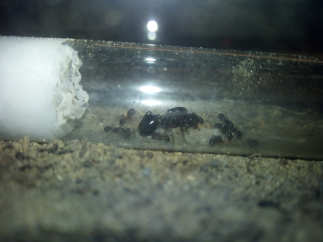 IMG 20180517 201817