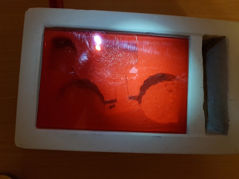 M. barbarus 053
