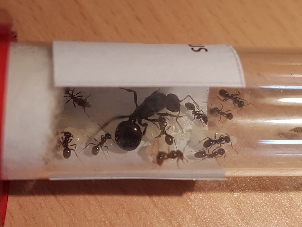 M. barbarus 056