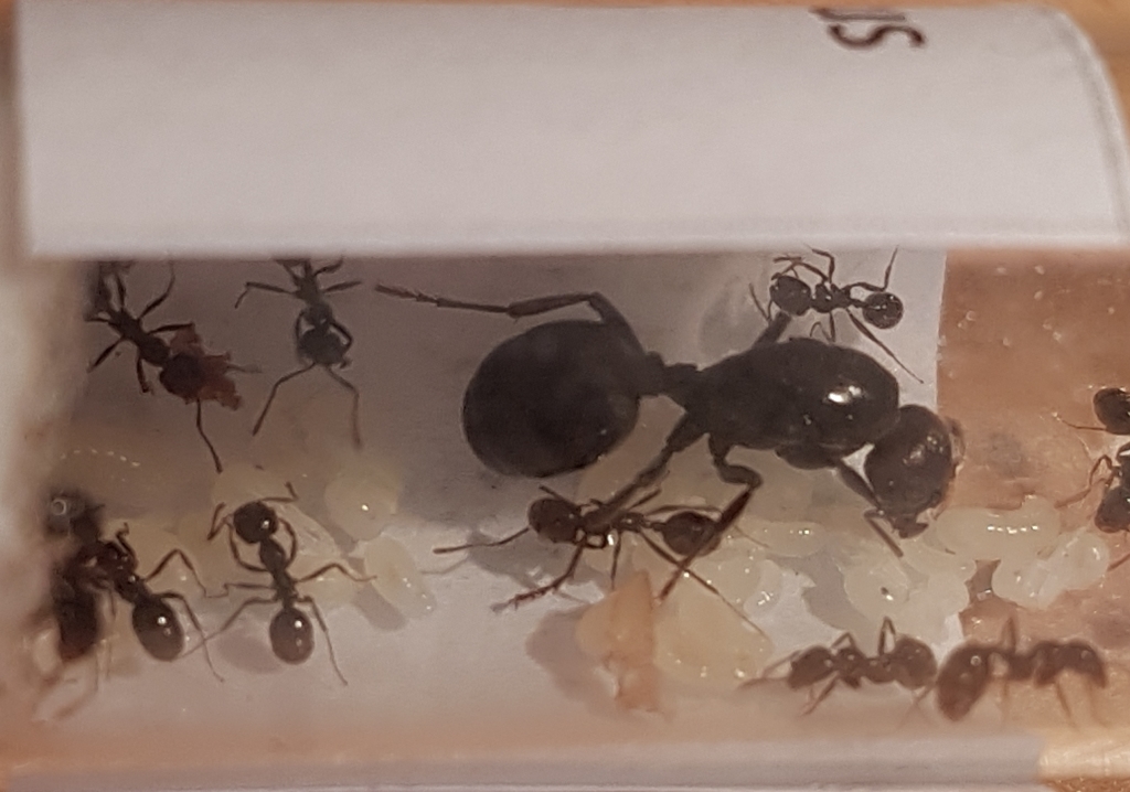 M. barbarus 059