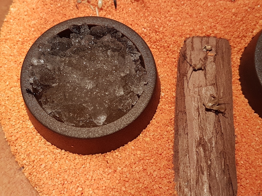 M. barbarus 062