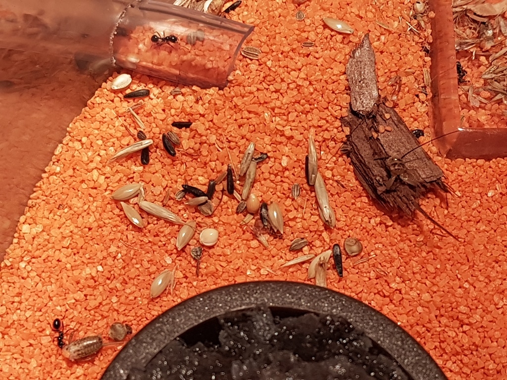 M. barbarus 064