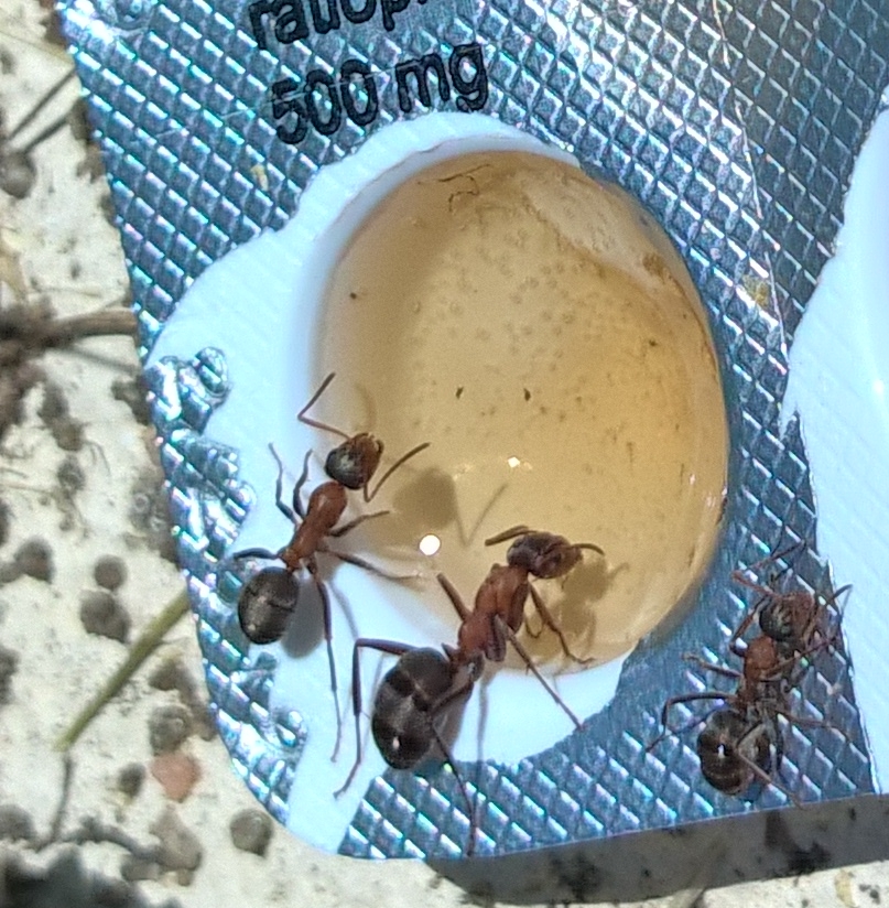 Formica sp. rufibarbis