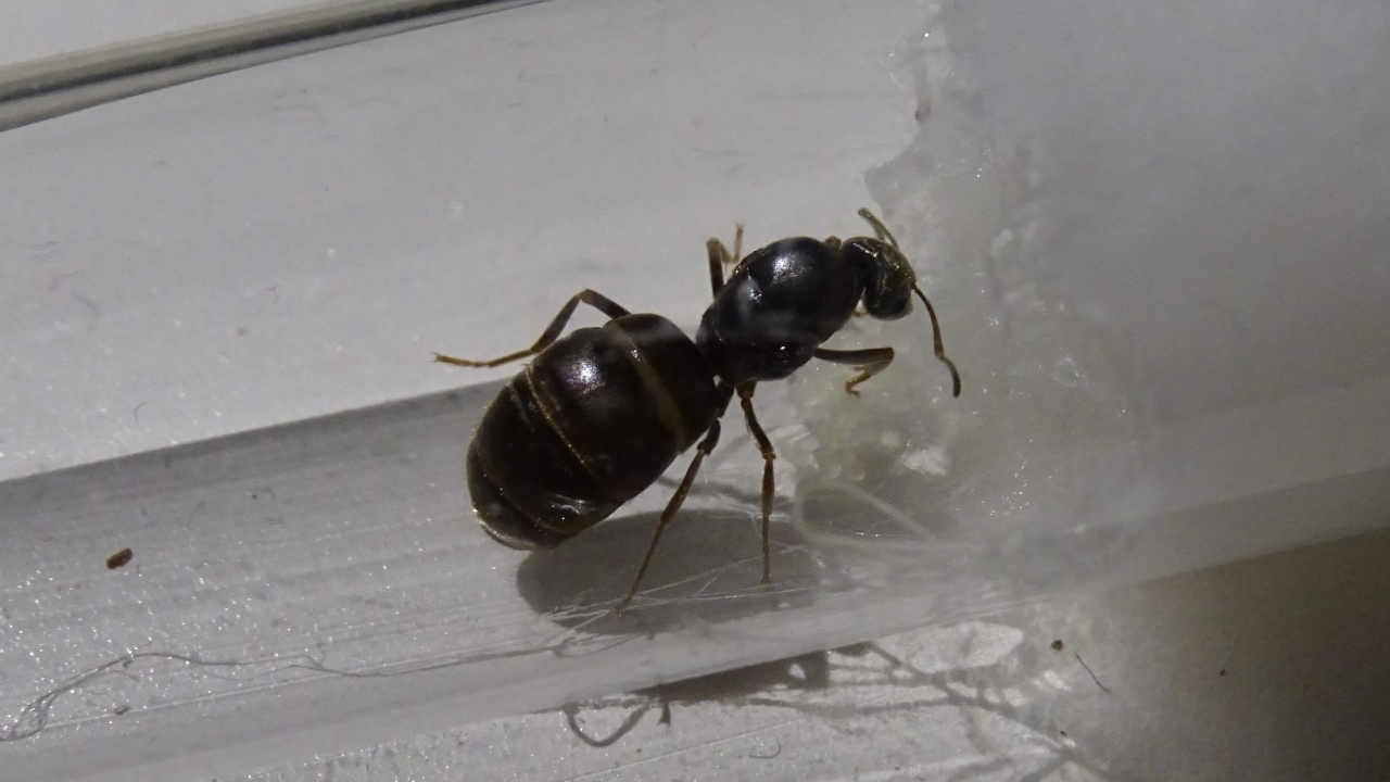 Lasius niger 2
