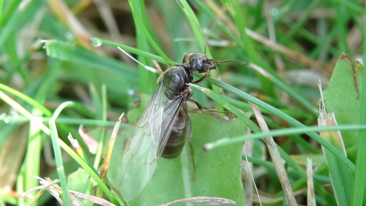 Lasius niger 3