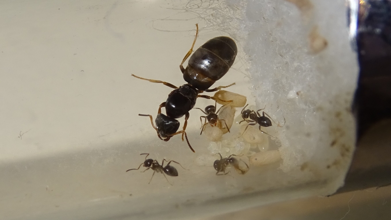Lasius brunneus 1