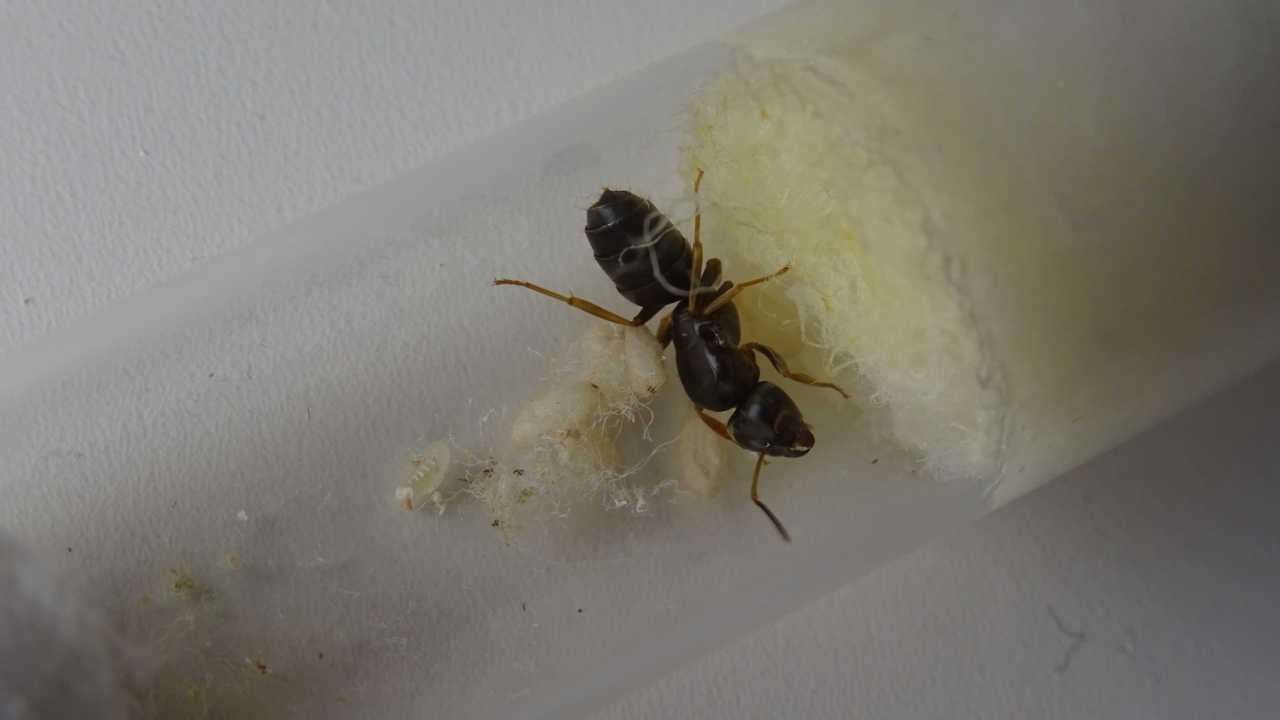 Lasius brunneus 3