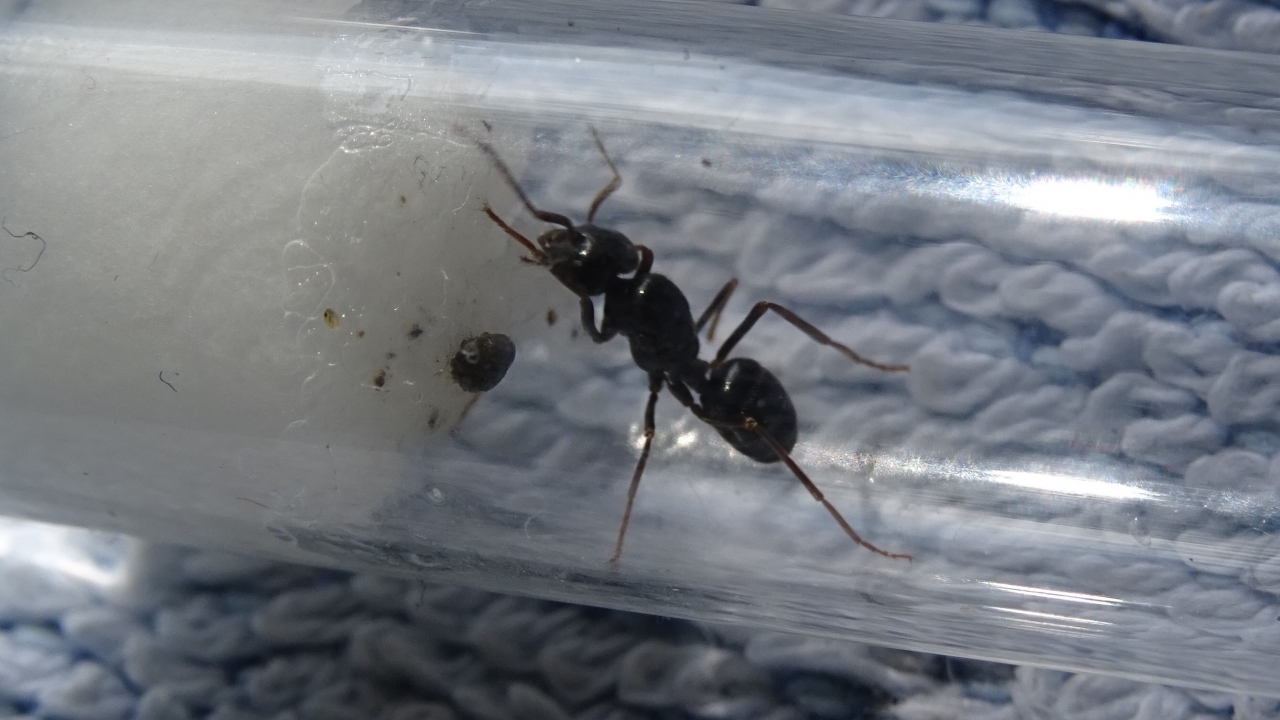 Lasius fuliginosus 1