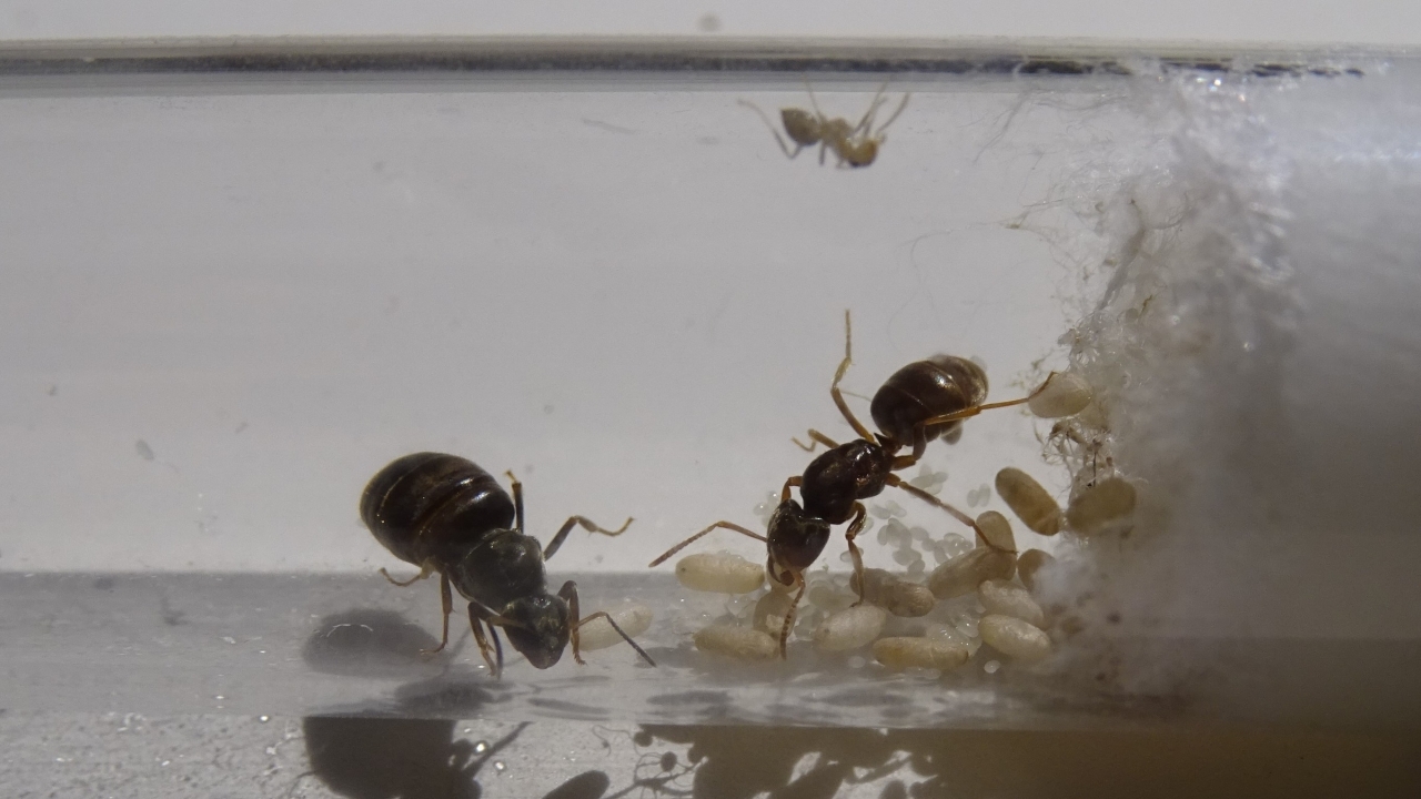 Lasius umbratus und Lasius niger 2