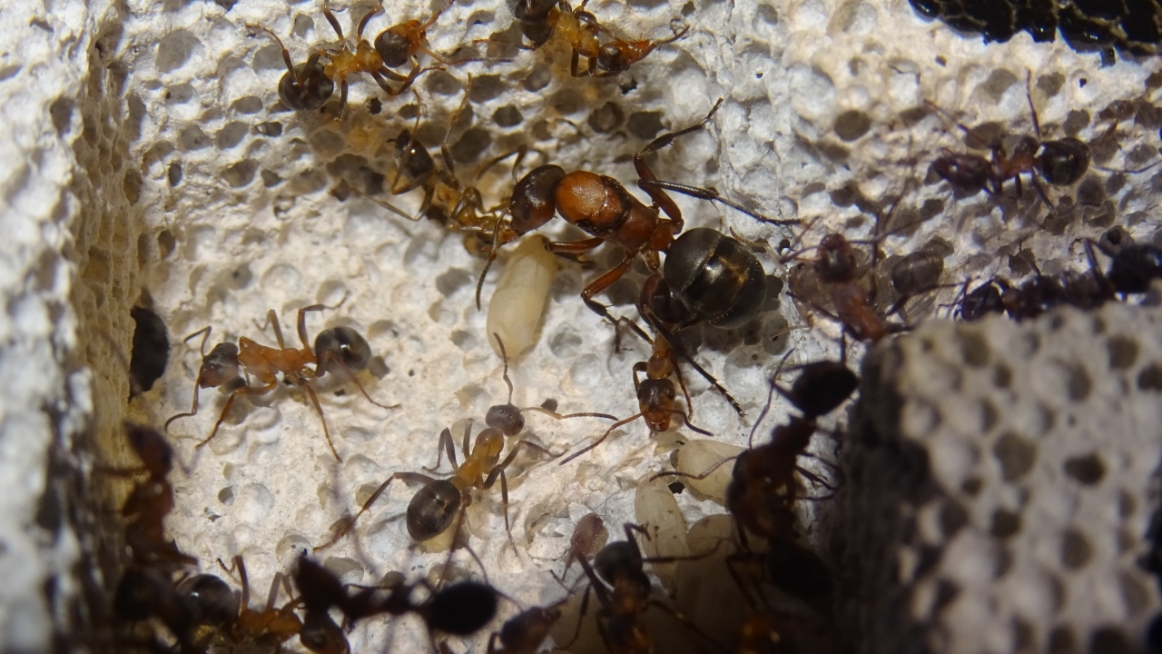 Formica sanguinea 4