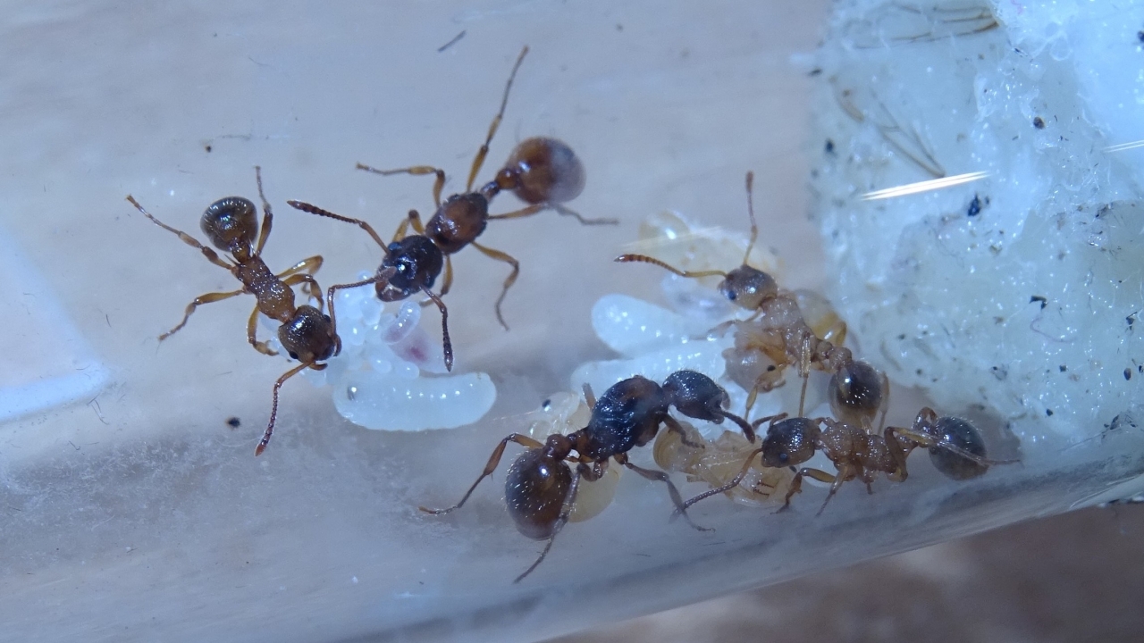 Myrmica rubra 1