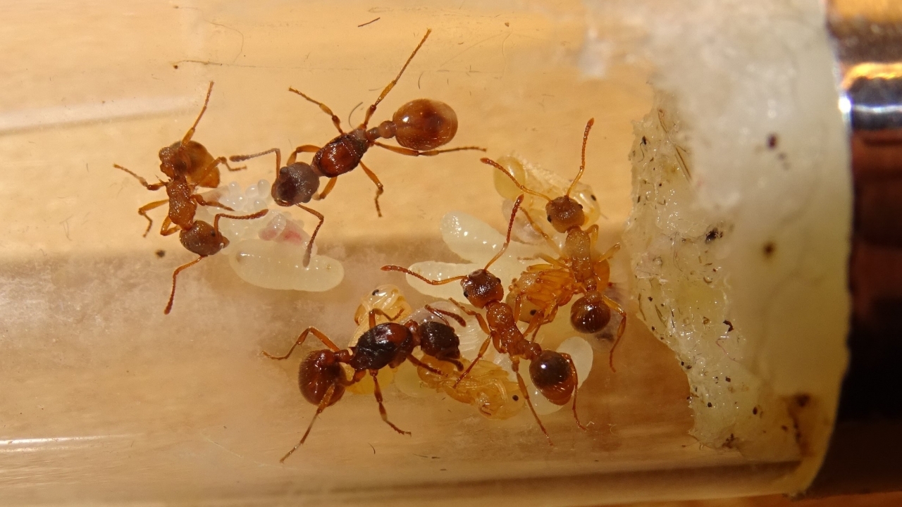 Myrmica rubra 2