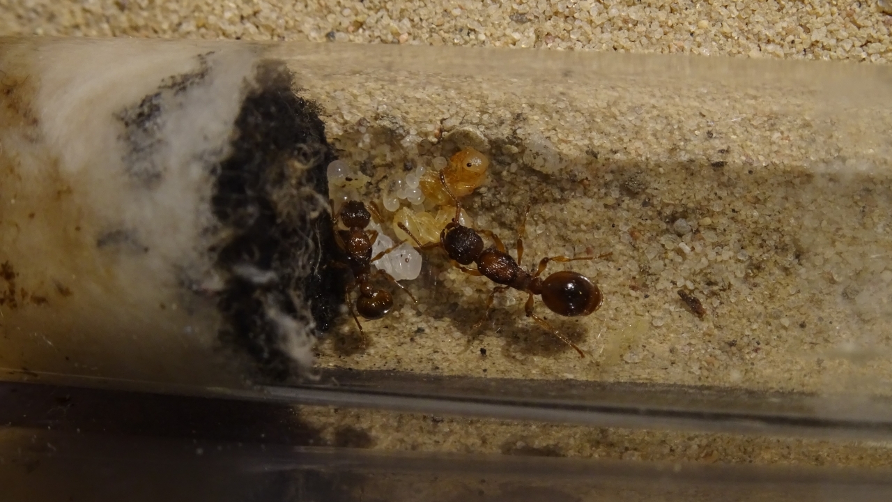 Myrmica rubra 3