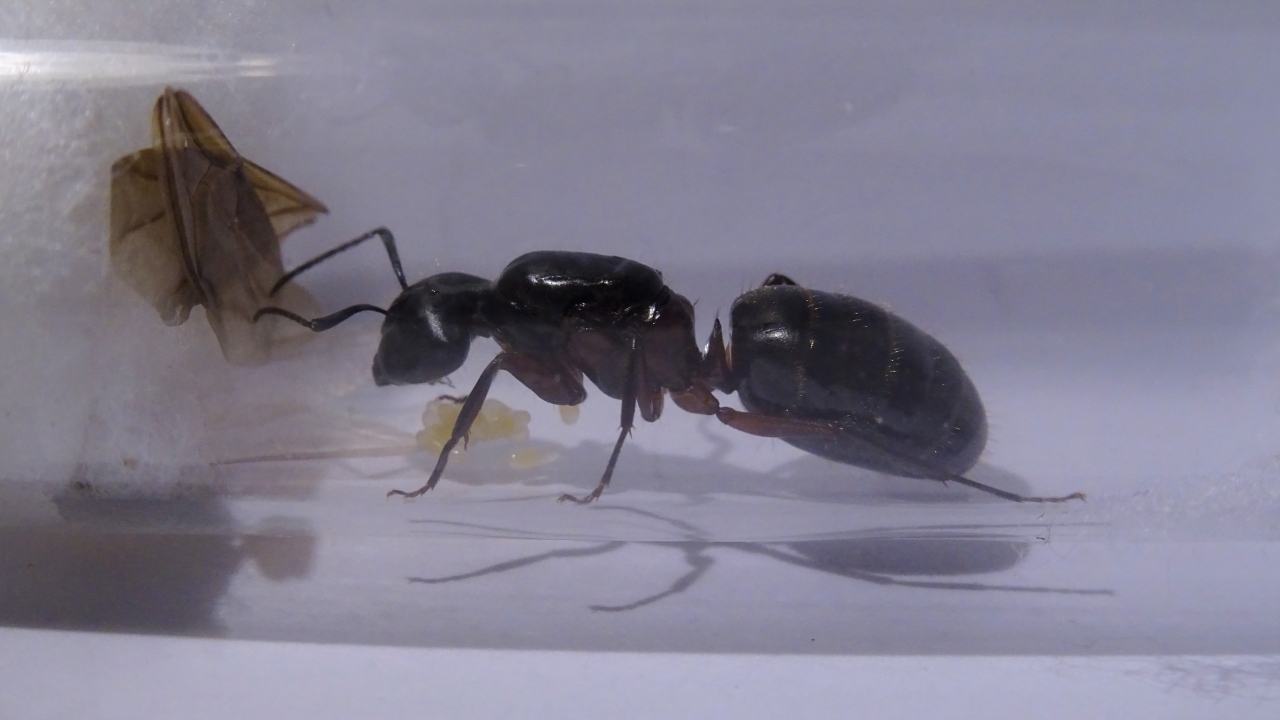 Camponotus herculeanus 1