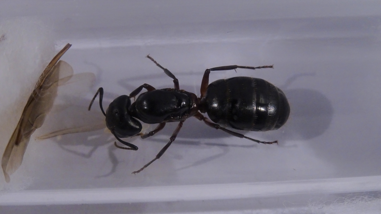 Camponotus herculeanus 2