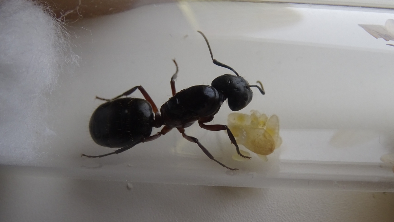 Camponotus herculeanus 3