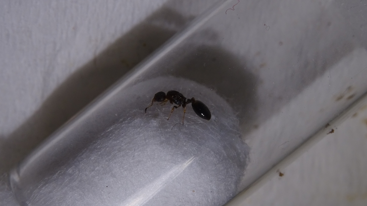 Temnothorax 2