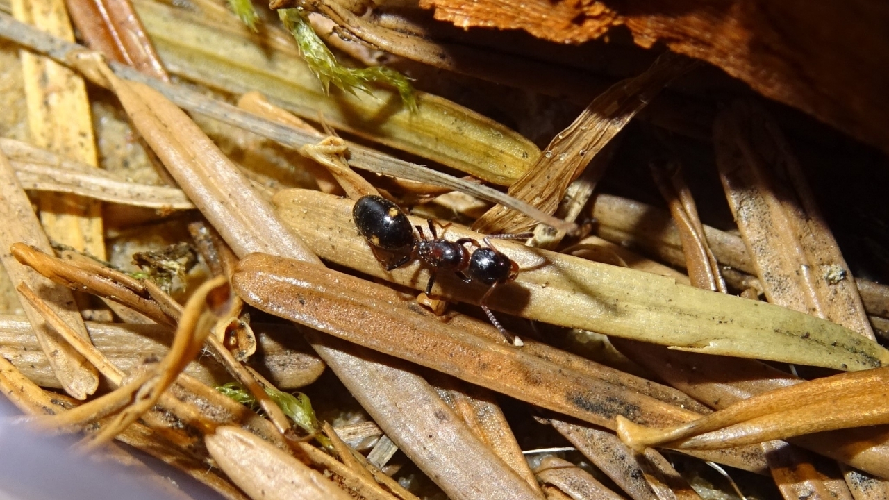 Dolichoderus quadripunctatus 1