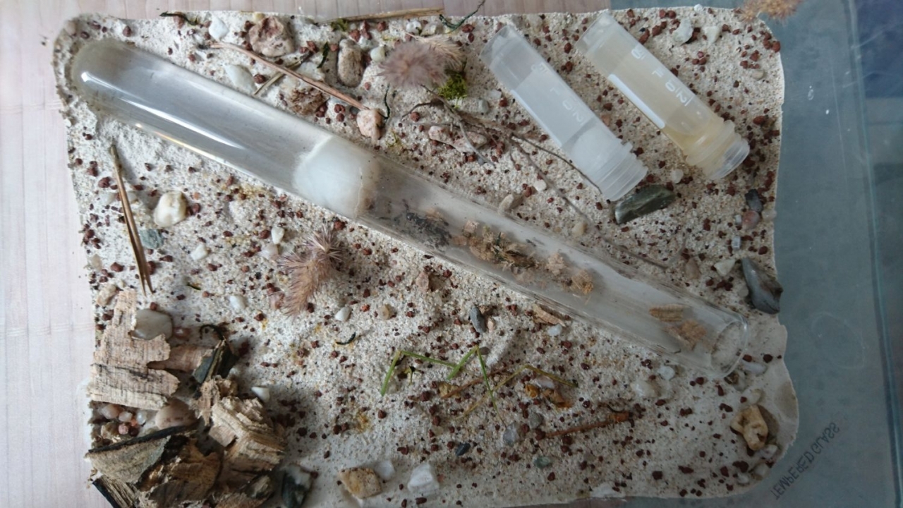 liometopum microcephalum arena1