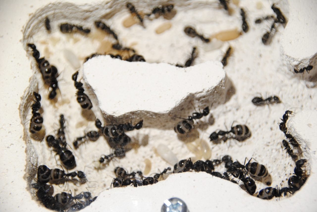 Nest_09082018
