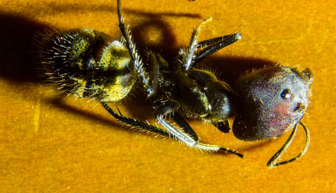 Camponotus singularis 04.11.2018 2