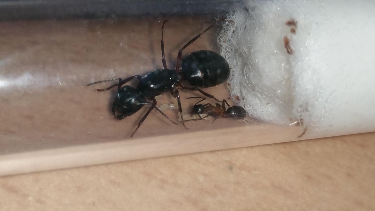 Camponotus herculeanus
