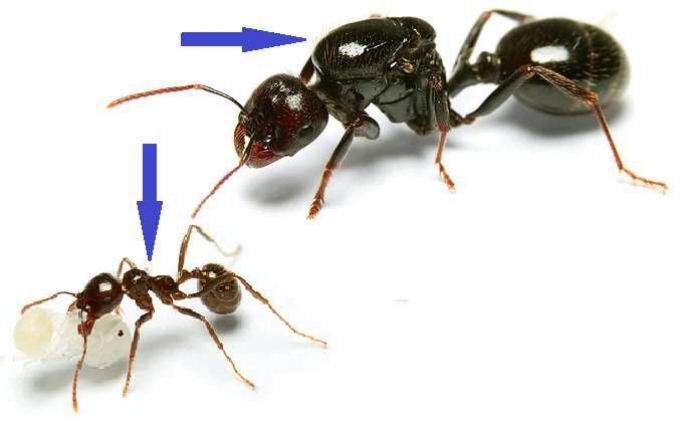 Königin und Arbeterin 2