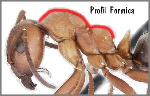 Profil formica