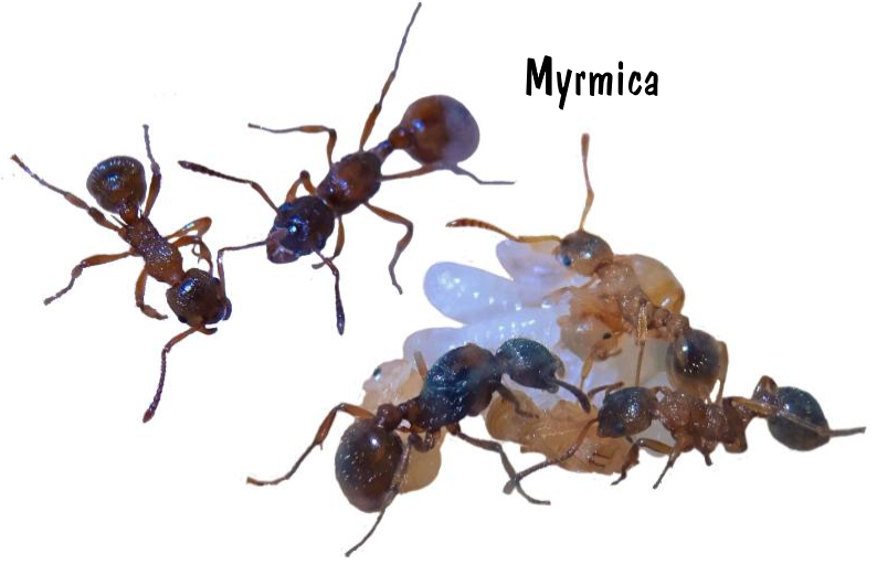 Myrmica