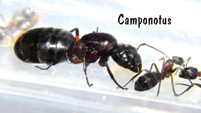 Camponotus
