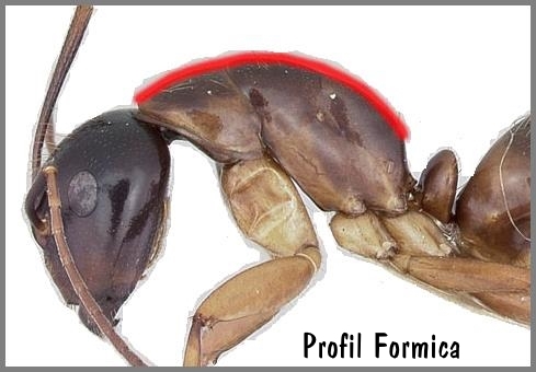 Profil Camponotus