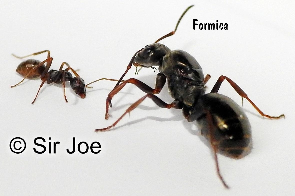Formica