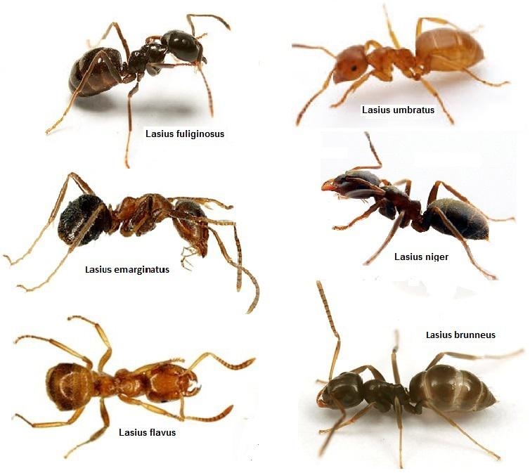 Lasius Arbeiterinnen