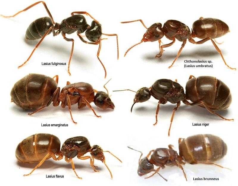 Lasius Königinnen