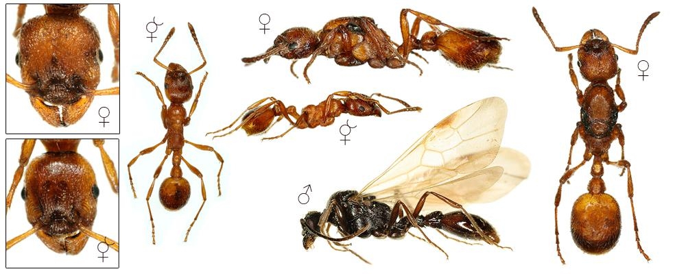 Manica rubida