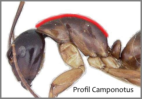 Profil Camponotus