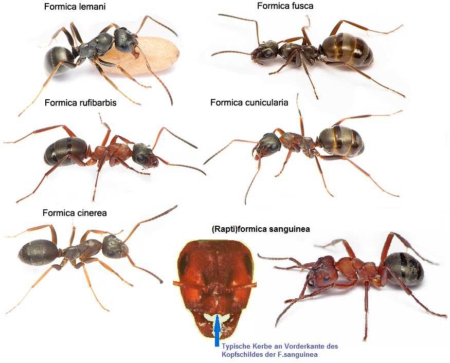 Formica Ansichten