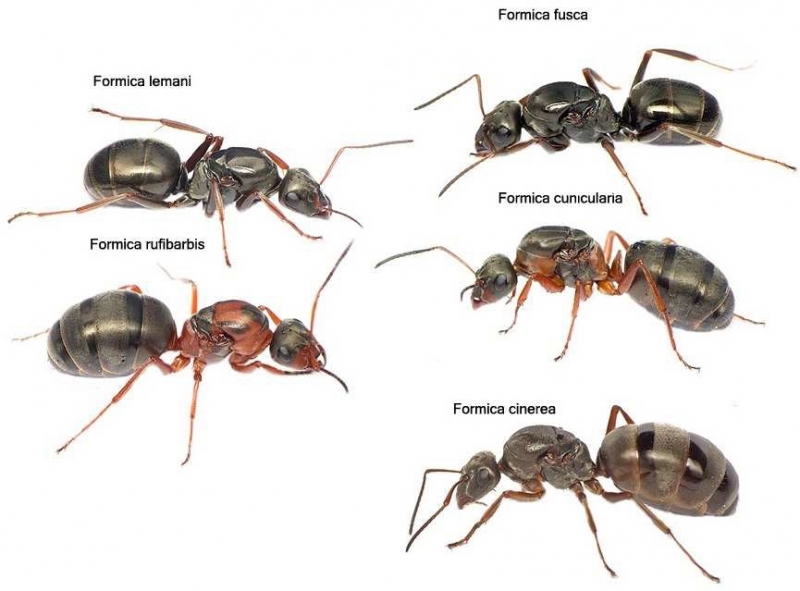 Formica Königinnen